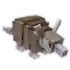 armadillo