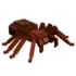 trapdoorspider